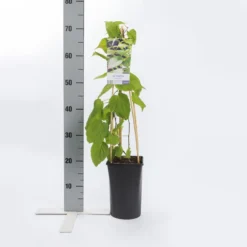Sierkiwi (Actinidia Kolomikta) -Aanbiedingen Tuin Verrassing Winkel actinidia kolomikta