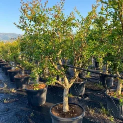 Granaatappel Als Solitair (Punica Granatum) -Aanbiedingen Tuin Verrassing Winkel aed72ac1 ffcb 410b 8ae2 1a7969aa5a9c