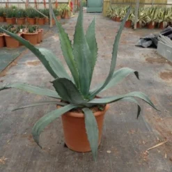 Agave (Agave Americana) -Aanbiedingen Tuin Verrassing Winkel agave americana c12