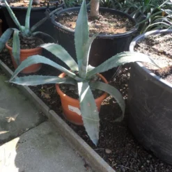 Agave (Agave Americana) -Aanbiedingen Tuin Verrassing Winkel agave americana c20 40 60
