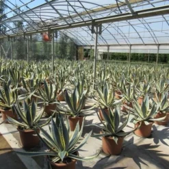 Agave (Agave Americana 'Variegata') -Aanbiedingen Tuin Verrassing Winkel agave americana variegata 1