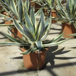 Agave (Agave Americana 'Variegata') -Aanbiedingen Tuin Verrassing Winkel agave americana variegata 2 1