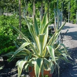 Agave (Agave Americana 'Variegata') -Aanbiedingen Tuin Verrassing Winkel agave americana variegata 4 1