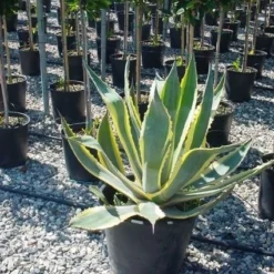Agave (Agave Americana 'Variegata') -Aanbiedingen Tuin Verrassing Winkel agave americana variegata 4 1 1