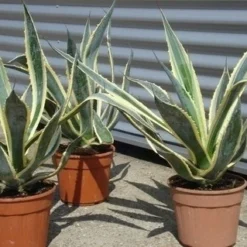 Agave (Agave Americana 'Variegata') -Aanbiedingen Tuin Verrassing Winkel agave americana variegata 5