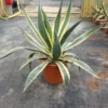 Agave (Agave Americana 'Variegata')