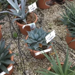 Winterharde Agave (Agave Parrasana) -Aanbiedingen Tuin Verrassing Winkel agave parrasana