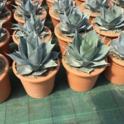 Aanbiedingen Tuin Verrassing Winkel -Aanbiedingen Tuin Verrassing Winkel agave parrasana pot