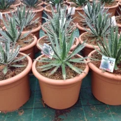 Aanbiedingen Tuin Verrassing Winkel -Aanbiedingen Tuin Verrassing Winkel agave shidigera c12