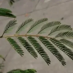 Perzische Slaapboom Als Struik (Albizia Julibrissin) -Aanbiedingen Tuin Verrassing Winkel albizia julibrissin blad 2