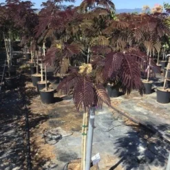 Perzische Slaapboom Als Halfstam (Albizia 'Summer Chocolate')