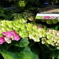 Hortensia (Hydrangea 'Magical Jewel Pink') -Aanbiedingen Tuin Verrassing Winkel amethyst01c