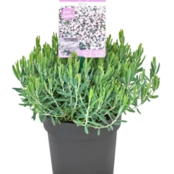 Lavendelheide (Andromeda Polifolia 'Blue Ice') -Aanbiedingen Tuin Verrassing Winkel andromeda blue ice p15 2