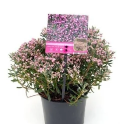 Lavendelheide (Andromeda Polifolia 'Blue Ice') -Aanbiedingen Tuin Verrassing Winkel andromeda p. blue ice 2 hr