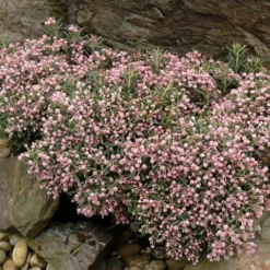 Lavendelheide (Andromeda Polifolia 'Blue Ice') -Aanbiedingen Tuin Verrassing Winkel andromeda pol. blue ice 3