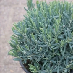 Lavendelheide (Andromeda Polifolia 'Blue Ice') -Aanbiedingen Tuin Verrassing Winkel andromeda polifolia blue ice 1