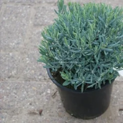 Lavendelheide (Andromeda Polifolia 'Blue Ice') -Aanbiedingen Tuin Verrassing Winkel andromeda polifolia blue ice 4