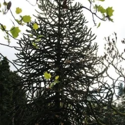 Apeboom (Araucaria Araucana) -Aanbiedingen Tuin Verrassing Winkel araucaria araucana 1