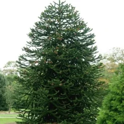 Apeboom (Araucaria Araucana) -Aanbiedingen Tuin Verrassing Winkel araucaria araucana 1