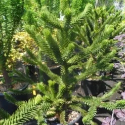 Apeboom (Araucaria Araucana) -Aanbiedingen Tuin Verrassing Winkel araucaria araucana 100 125 150 1