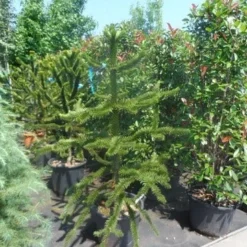 Apeboom (Araucaria Araucana) -Aanbiedingen Tuin Verrassing Winkel araucaria araucana 150 175