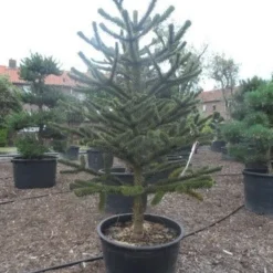 Apeboom (Araucaria Araucana) -Aanbiedingen Tuin Verrassing Winkel araucaria araucana 225 250 1
