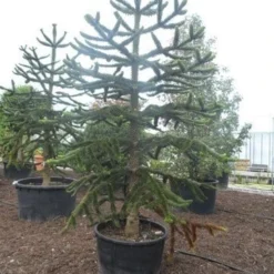 Apeboom (Araucaria Araucana) -Aanbiedingen Tuin Verrassing Winkel araucaria araucana 275 300 1