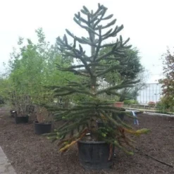 Apeboom (Araucaria Araucana) -Aanbiedingen Tuin Verrassing Winkel araucaria araucana 275 300 2