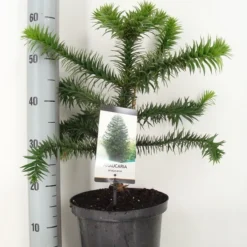Apeboom (Araucaria Araucana) -Aanbiedingen Tuin Verrassing Winkel araucaria araucana 30 40 c5 m 1 1