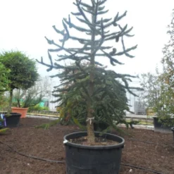Apeboom (Araucaria Araucana)