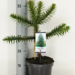 Apeboom (Araucaria Araucana) -Aanbiedingen Tuin Verrassing Winkel araucaria araucana c3 m 1