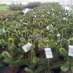 Apeboom (Araucaria Araucana) -Aanbiedingen Tuin Verrassing Winkel araucaria c15 1