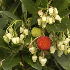 Aardbeiboom (Arbutus Unedo) -Aanbiedingen Tuin Verrassing Winkel arbutus unedo 1