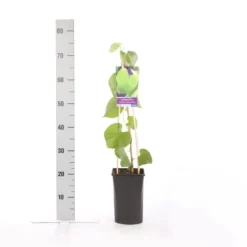 Duitse Pijp (Aristolochia Macropylla) -Aanbiedingen Tuin Verrassing Winkel aristolochia durior macrophylla 1