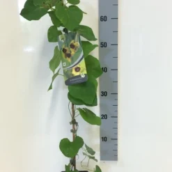 Duitse Pijp (Aristolochia Macropylla) -Aanbiedingen Tuin Verrassing Winkel aristolochia macrophylla 80 100 c2