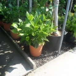 Broodboom (Aucuba Japonica 'Rozannie') 12 Broodboom (Aucuba Japonica 'Rozannie') -Aanbiedingen Tuin Verrassing Winkel aucuba japonica rozannie c10