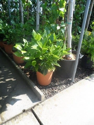 Broodboom (Aucuba Japonica 'Rozannie') 5 Broodboom (Aucuba Japonica 'Rozannie') - Afbeelding 5