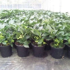 Broodboom (Aucuba Japonica 'Rozannie') 14 Broodboom (Aucuba Japonica 'Rozannie') -Aanbiedingen Tuin Verrassing Winkel aucuba rozannie p17