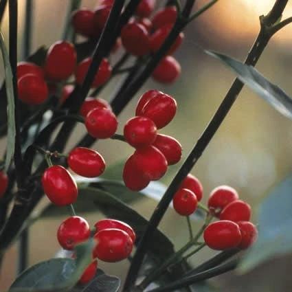 Broodboom (Aucuba Japonica 'Rozannie') 1 Broodboom (Aucuba Japonica 'Rozannie')