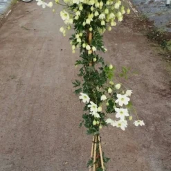 Groenblijvende Clematis (Clematis 'Avalanche') -Aanbiedingen Tuin Verrassing Winkel avalanche r 180cm 1