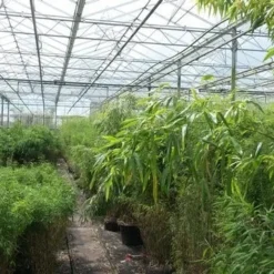 Niet Woekerende Bamboe (Fargesia Murieliae 'Jumbo') -Aanbiedingen Tuin Verrassing Winkel bamboe 1