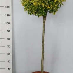 Kardinaalshoed Op Stam (Euonymus Japonicus 'Aureus') -Aanbiedingen Tuin Verrassing Winkel bc88a2ba3e99a73a1f95554f396bcc6d