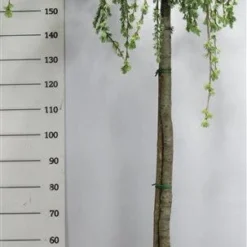 Treurceder Op Stam (Cedrus Libani 'Glauca Pendula') -Aanbiedingen Tuin Verrassing Winkel bf626bb3ffe06d8a36e0e5cfc965630a