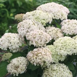 Hortensia (Hydrangea 'BellaRagazza Blanchetta')
