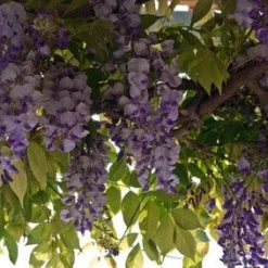 Blauwe Regen (Wisteria Sinensis 'Prolific') -Aanbiedingen Tuin Verrassing Winkel blauweregen