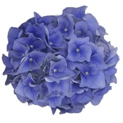 Hortensia Blue Ballad (Hydrangea 'Music Collection') -Aanbiedingen Tuin Verrassing Winkel blue ballad