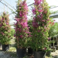 Bougainvillea Als Struik (Bougainvillea Glabra) -Aanbiedingen Tuin Verrassing Winkel bougainvillea glabra