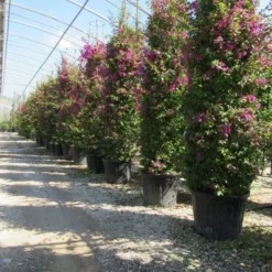 Bougainvillea Als Struik (Bougainvillea Glabra) -Aanbiedingen Tuin Verrassing Winkel bougainvillea glabra 3