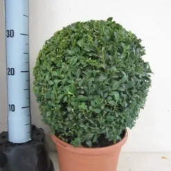 Buxusbol (Buxus Sempervirens, Bolvorm) -Aanbiedingen Tuin Verrassing Winkel buxus 30 cm bol