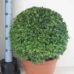 Buxusbol (Buxus Sempervirens, Bolvorm) -Aanbiedingen Tuin Verrassing Winkel buxus 40 cm bol